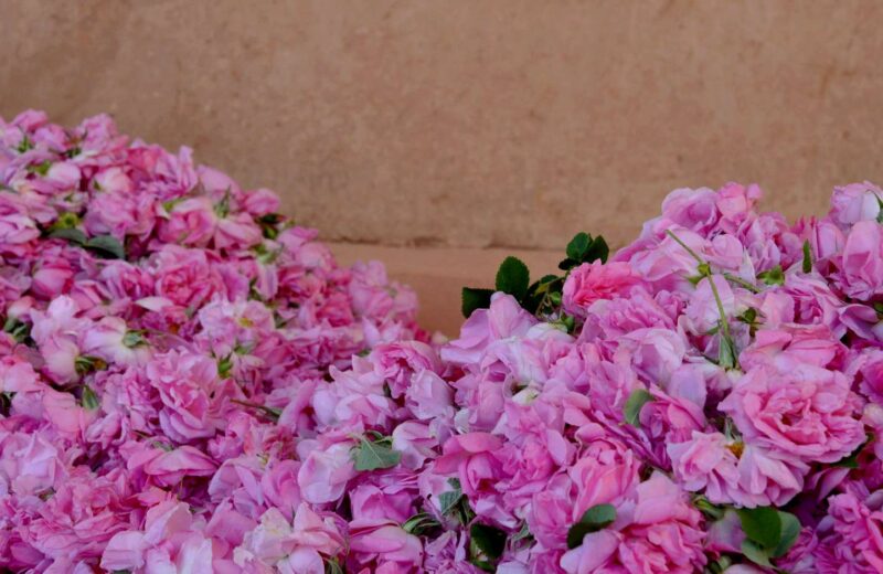 roses