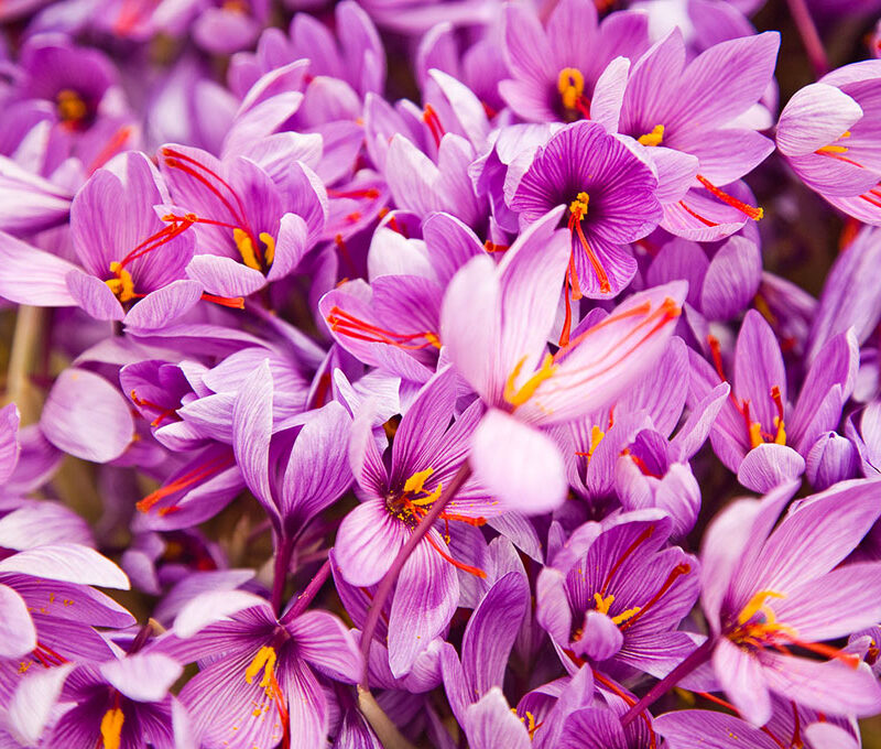 SAFFRON